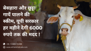 stray cattle support scheme